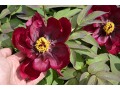 Paeonia suffruticosa 