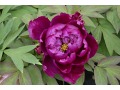 Paeonia suffruticosa 
