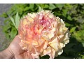 Paeonia suffruticosa 