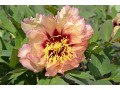 Paeonia suffruticosa 