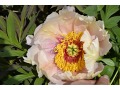 Paeonia suffruticosa 