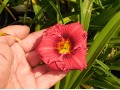 Hemerocallis 