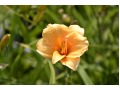 Hemerocallis 