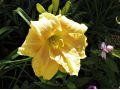 Hemerocallis 