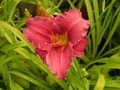 Hemerocallis 
