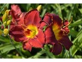 Hemerocallis 