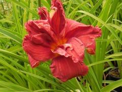 Hemerocallis 