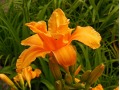 Hemerocallis 