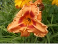 Hemerocallis 