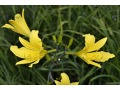 Hemerocallis citrina - denivka