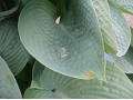 Hosta 