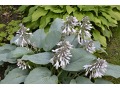 Hosta 