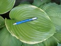 Hosta 