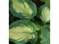 Hosta 