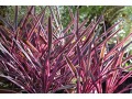 Cordyline australis 