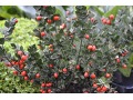 Ruscus aculeatus 
