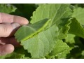 Plectranthus amboinicus - moud, lidově zvaný rýmovník