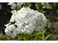 Phlox paniculata 