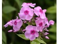 Phlox paniculata 