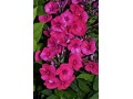 Phlox paniculata 