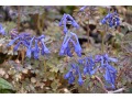 Corydalis flexuosa 