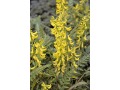 Corydalis cheilanthifolia - dymnivka kapraďolistá
