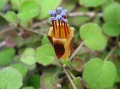 Fuchsia procumbens - fuchsie