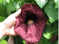 Aristolochia gigantea - podražec obrovský