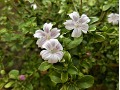 Serissa foetida 