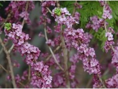 Daphne mezereum - lýkovec jedovatý značka zahradnictví