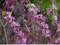 Daphne mezereum - lýkovec jedovatý