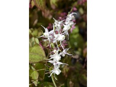 Epimedium grandiflorum 