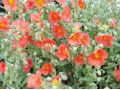 Helianthemum hybridum 