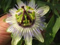 Passiflora caerulea - mučenka