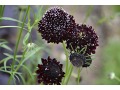 Scabiosa 