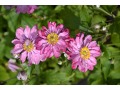 Anemone hupehensis 