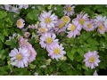 Anemone hupehensis 