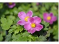Anemone hupehensis 