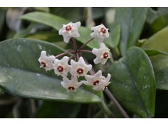 Hoya carnosa - voskovka značka zahradnictví