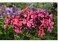 Phlox paniculata 