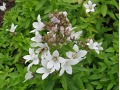 Campanula lactiflora 