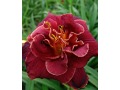 Hemerocallis 