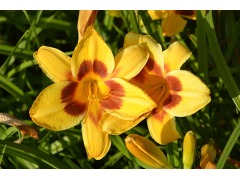 Hemerocallis 