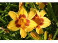 Hemerocallis 