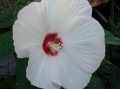 Hibiscus moscheutos 