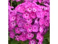 Phlox paniculata 