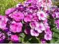 Phlox paniculata 
