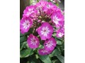 Phlox paniculata 