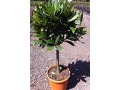 Laurus nobilis - vavřín vznešený, bobkový list