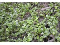 Portulacaria afra - portulakarie, mini tlustice